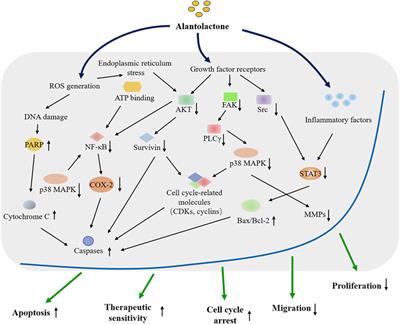 Alantolactone: A Natural Plant Extract as a Potential Therapeutic Agent for Cancer